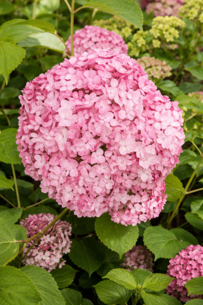 Гортензия Стенд Ап Пинк цветок